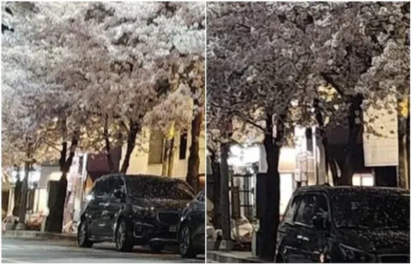 Image Source_Instagram |penomadeincorea